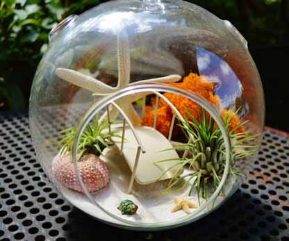 Beach Bridge Terrarium