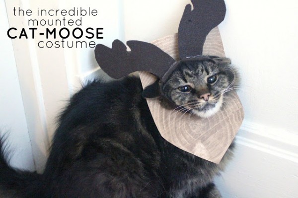 The Incredible Mounted Cat Moose Costume 2