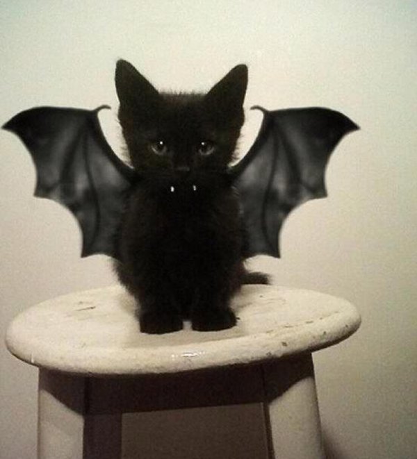 batcat